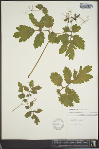 Chelidonium majus image