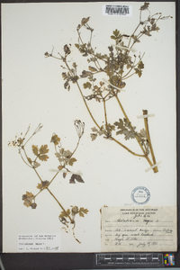 Chelidonium majus image