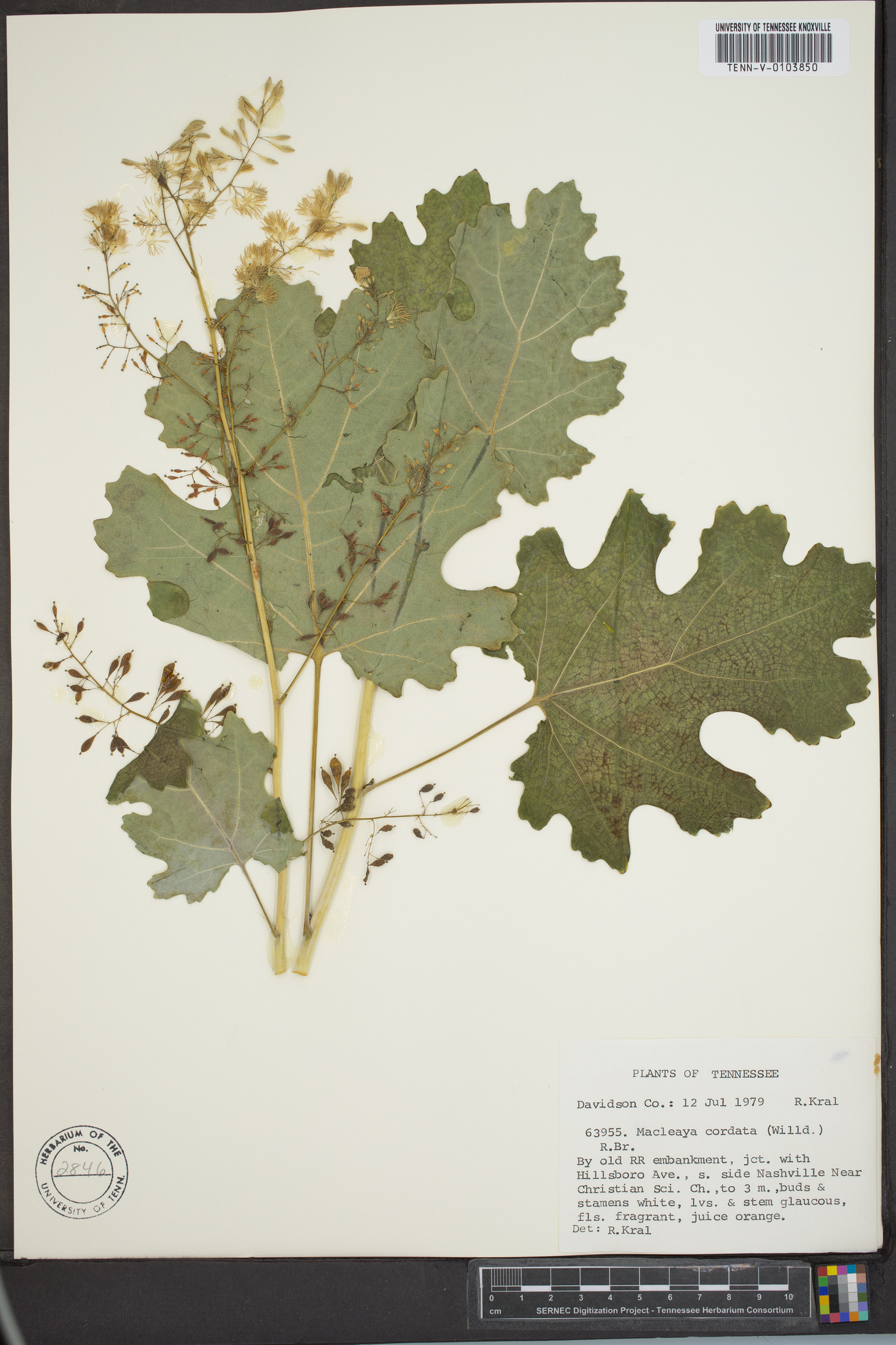 Macleaya cordata image