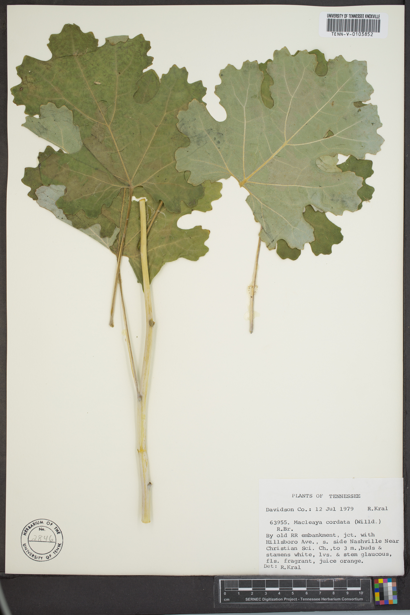 Macleaya cordata image