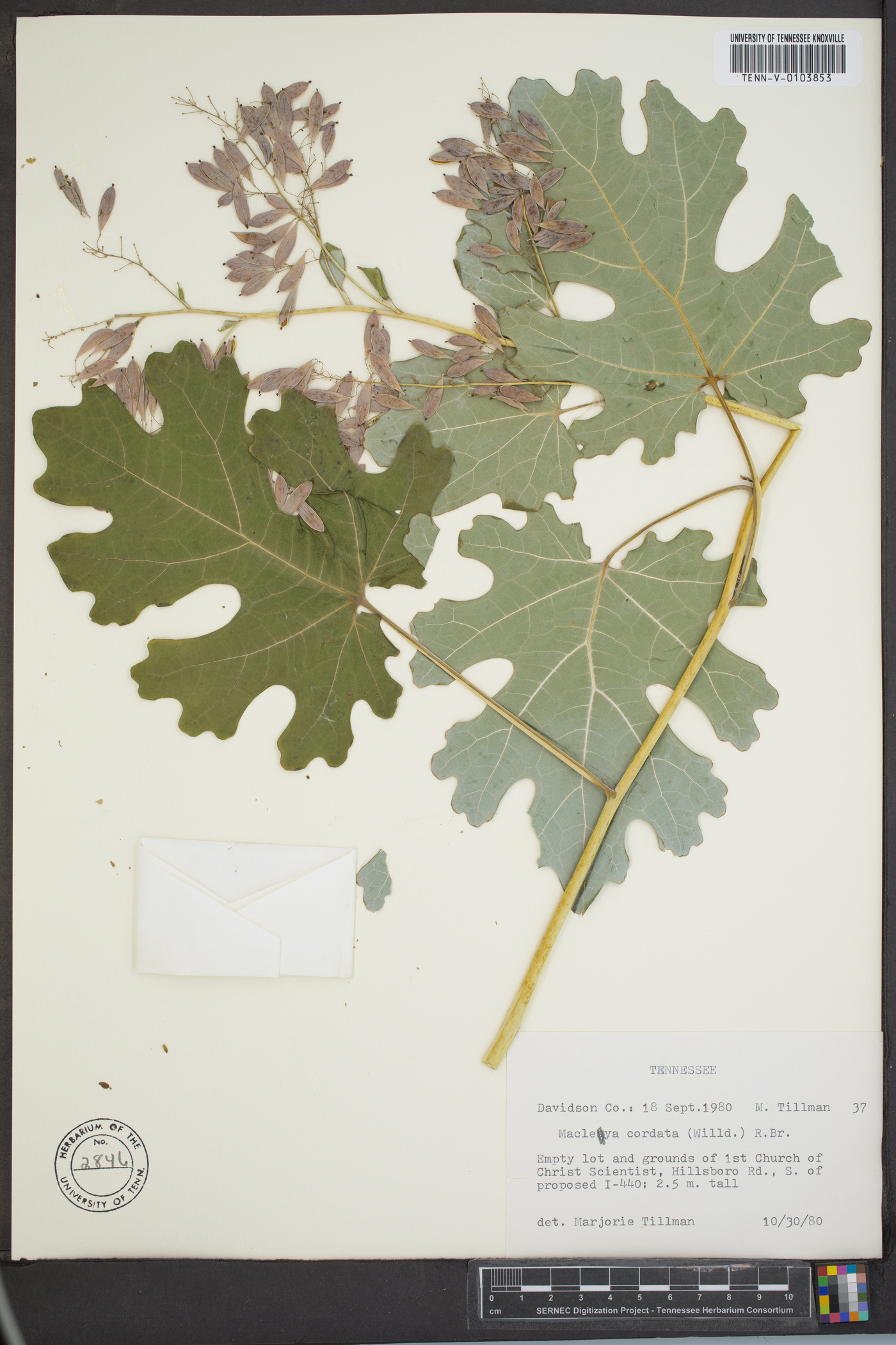Macleaya cordata image