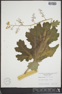 Macleaya cordata image