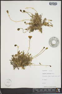 Papaver alaskanum image