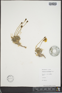 Papaver alaskanum image