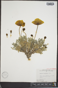 Papaver alaskanum image