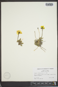 Papaver radicatum image