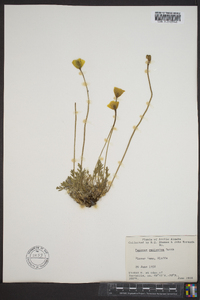 Papaver radicatum image