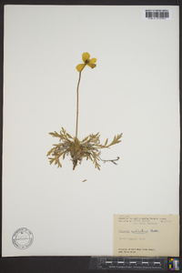 Papaver radicatum image