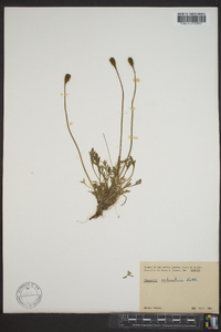 Papaver radicatum image