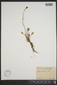 Papaver radicatum image