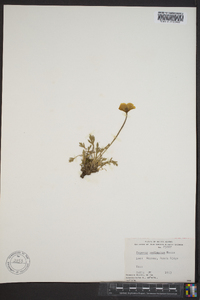 Papaver radicatum image