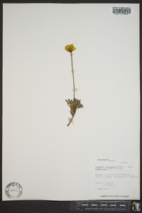 Papaver radicatum subsp. alaskanum image