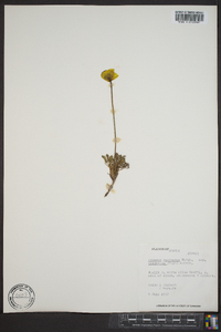 Papaver radicatum image