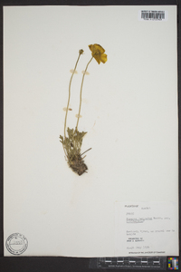 Papaver radicatum image