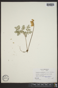 Dicentra canadensis image