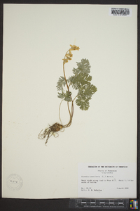 Dicentra cucullaria image