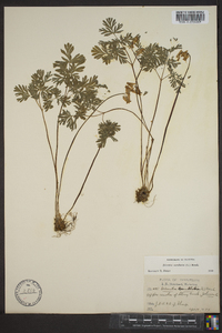 Dicentra cucullaria image