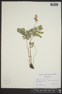 Dicentra cucullaria image