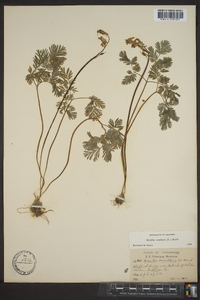 Dicentra cucullaria image