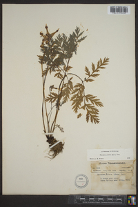 Dicentra eximia image