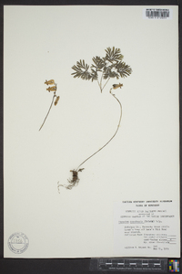 Dicentra canadensis image