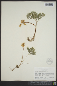 Dicentra canadensis image