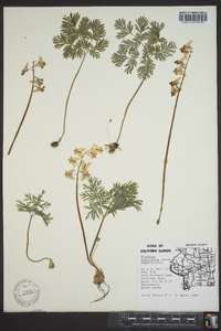 Dicentra cucullaria image