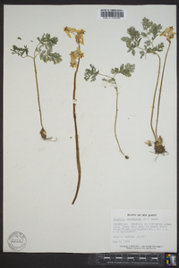 Dicentra cucullaria image