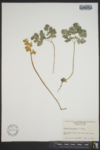 Dicentra cucullaria image