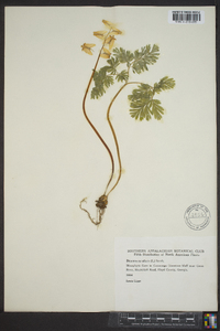 Dicentra cucullaria image