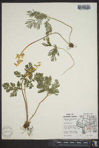 Dicentra cucullaria image