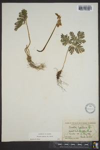 Dicentra cucullaria image