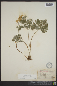 Dicentra cucullaria image