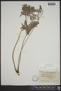 Dicentra eximia image