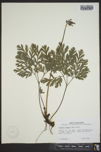 Dicentra formosa image