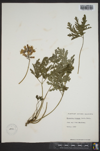 Dicentra formosa image