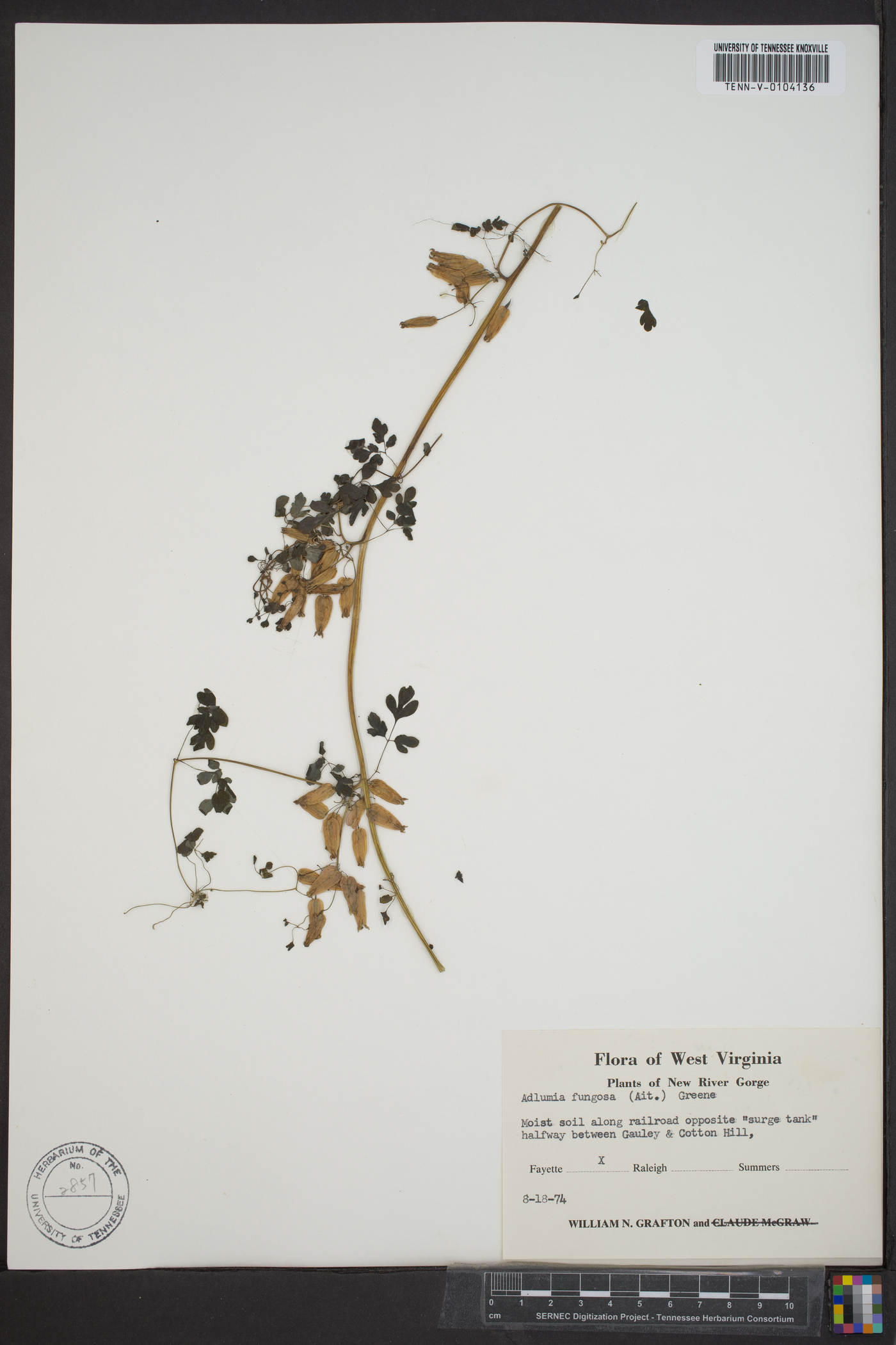 Adlumia fungosa image