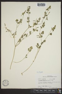 Corydalis flavula image