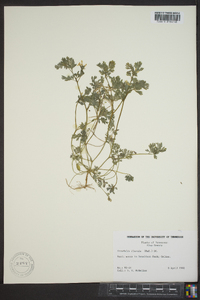 Corydalis flavula image