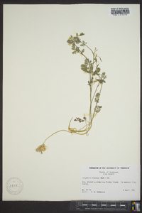 Corydalis flavula image