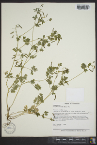 Corydalis flavula image