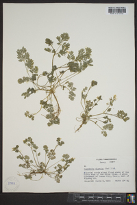 Corydalis flavula image