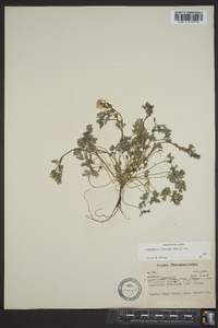 Corydalis flavula image