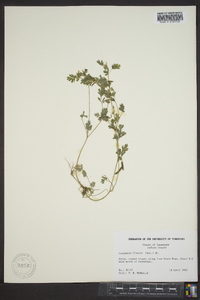 Corydalis flavula image