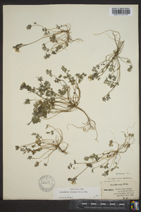 Corydalis flavula image