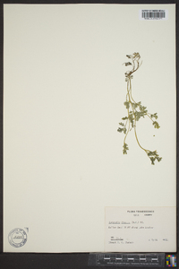 Corydalis flavula image