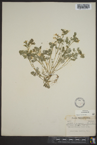 Corydalis flavula image