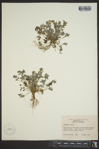 Corydalis flavula image