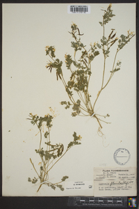 Corydalis flavula image