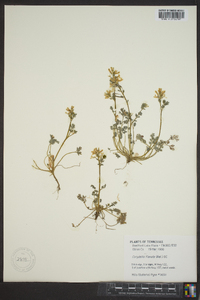 Corydalis flavula image